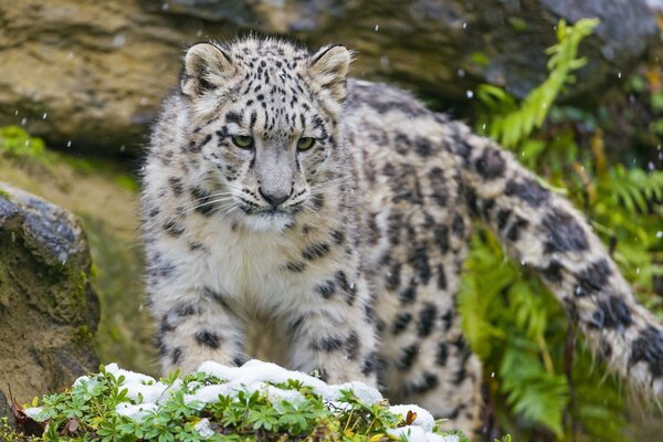 Schneeleopard jagt im Wald