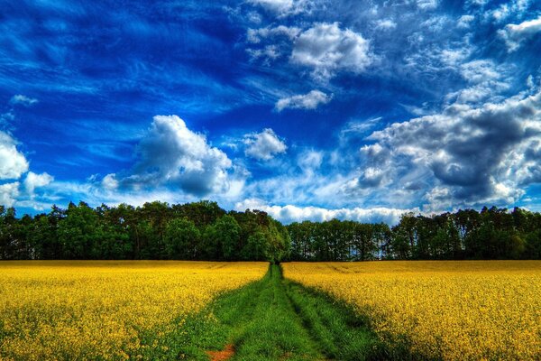 El camino por el campo amarillo se va al bosque