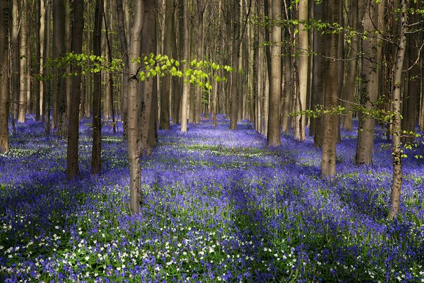 Blaue Glocken zierten den Wald