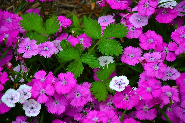 Primi piani di bellissimi fiori di garofano