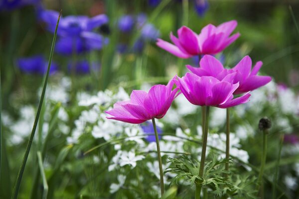 Macro photo of pink flowers