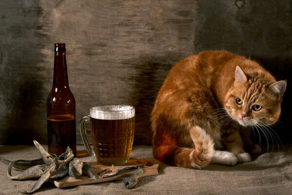 El gato vino a tomar una cerveza con wobla