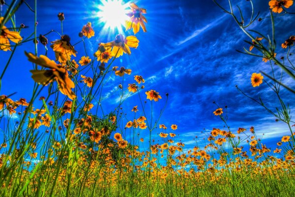 Flores silvestres en el sol brillante