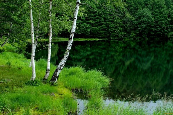 Grünes Gras und Birken am Teich