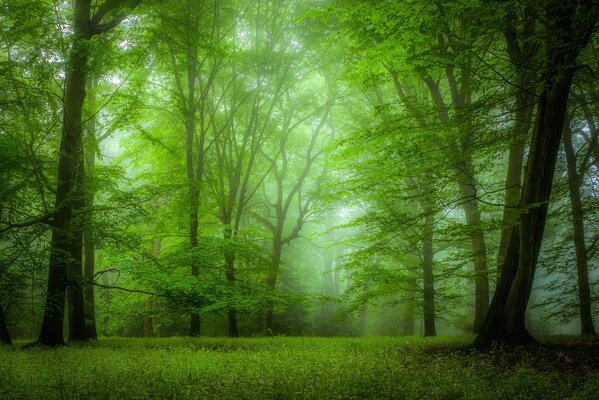 The greenest thicket of the forest during the day