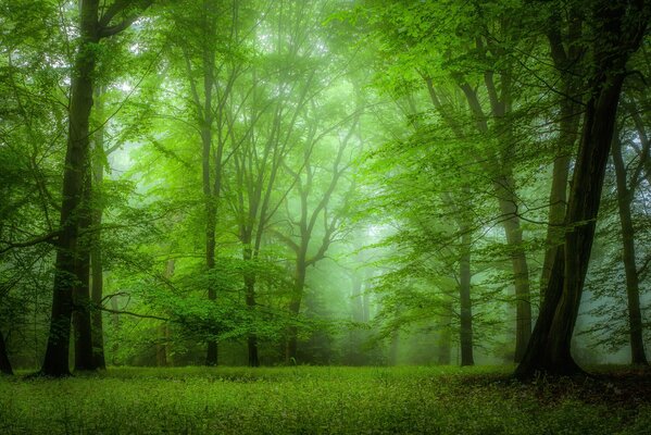 Forêt verte de l après-midi