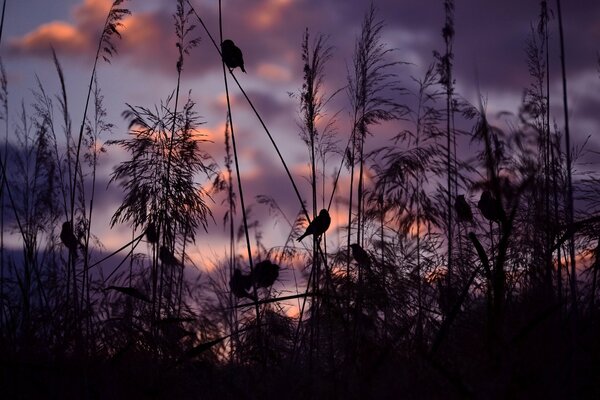 Silhouette of a bird in the dry grass at sunset