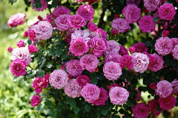 Buisson soigné rose dans la nature