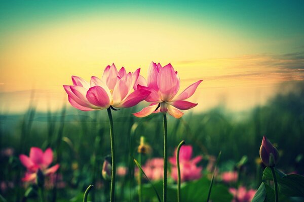 Pink lotus flowers on sunset background