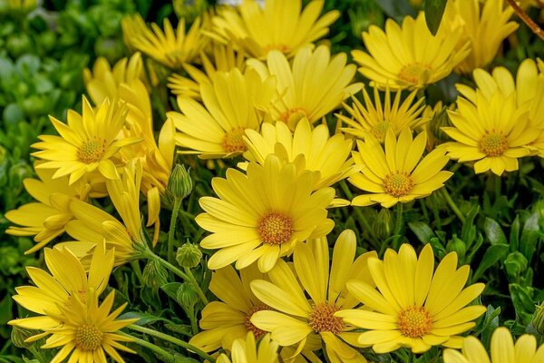 Beaucoup de marguerites jaunes amusantes