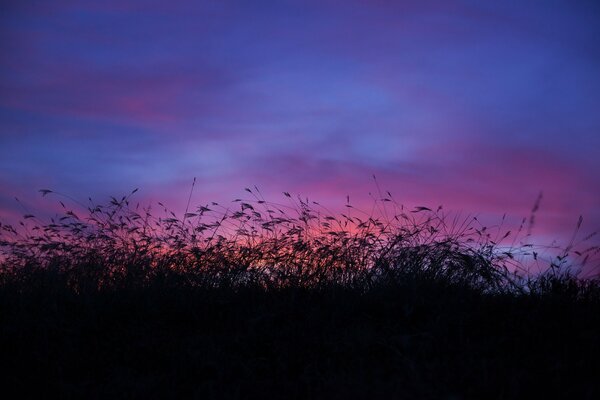 Cielo nocturno la naturaleza descansa