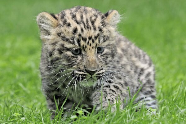 Cachorro de leopardo sentado en la hierba