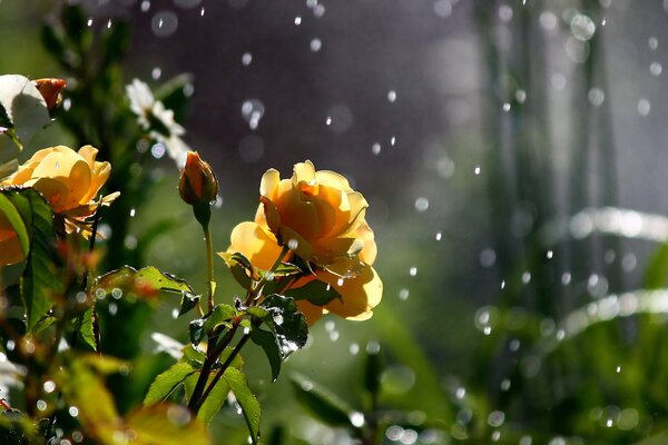 Yellow roses with raindrops