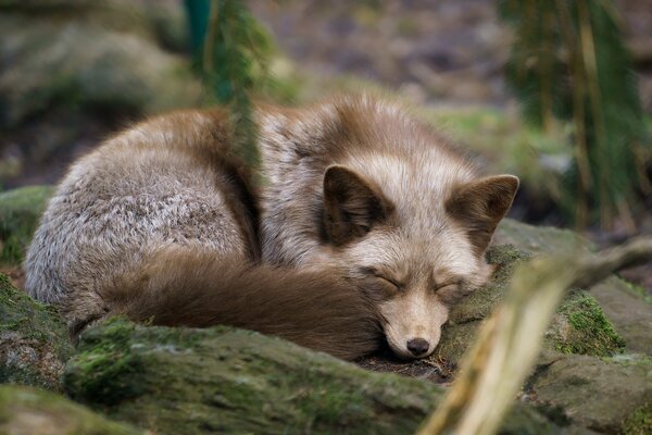 The fox in the forest lay down to rest