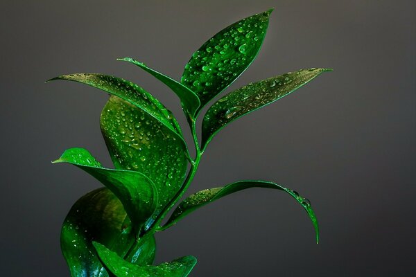 Planta verde en gotas de rocío