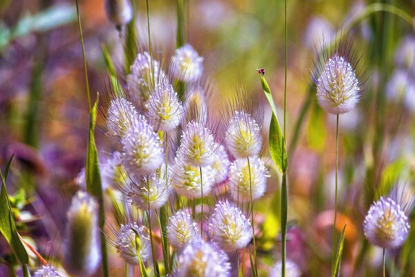 Spring wildflowers in nature