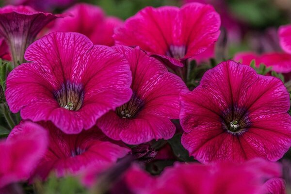 Flores de Petunia rosa en forma de campana