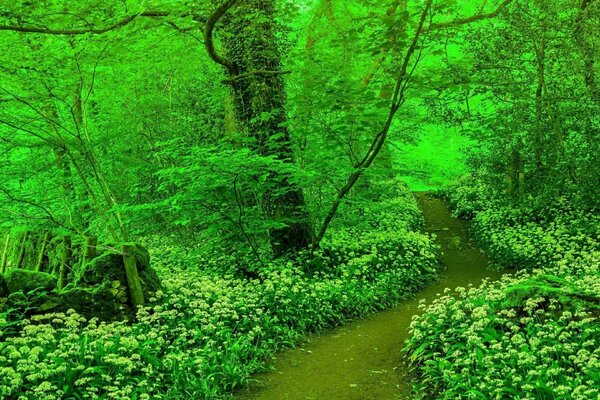 Camino en el bosque de color verde
