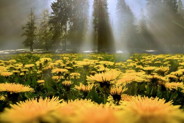 Une clairière de pissenlits jaunes rencontre les rayons du soleil derrière les pins denses