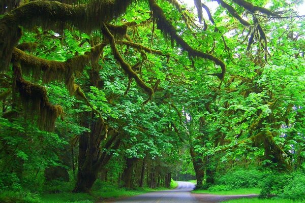 El camino está lejos. Hermoso bosque verde