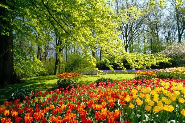 Alfombra tulipán cubierto borde del bosque belleza