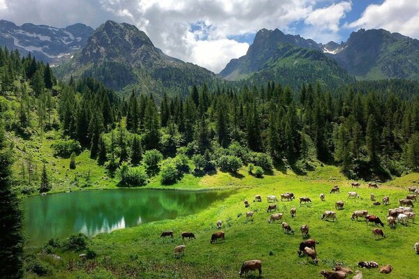 Paesaggio alpino con mucche al pascolo