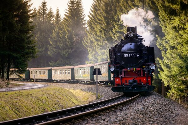 Train journey through a gorgeous forest