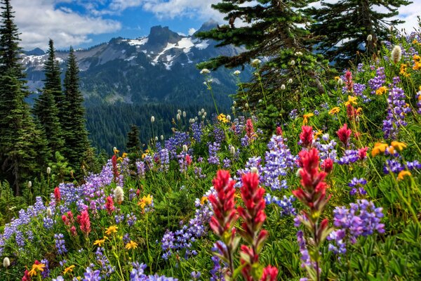 Fleurs de montagne lumineuses et colorées