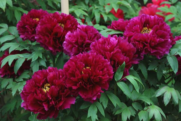 Terry burgundy peonies in green foliage