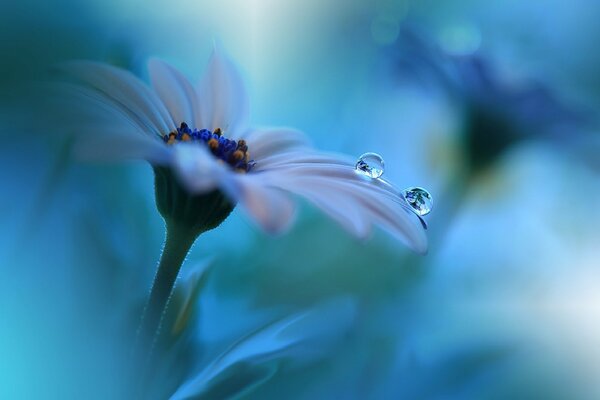 Dewdrops on the petals of a blue flower