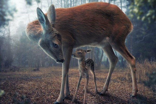 Mom deer baby deer