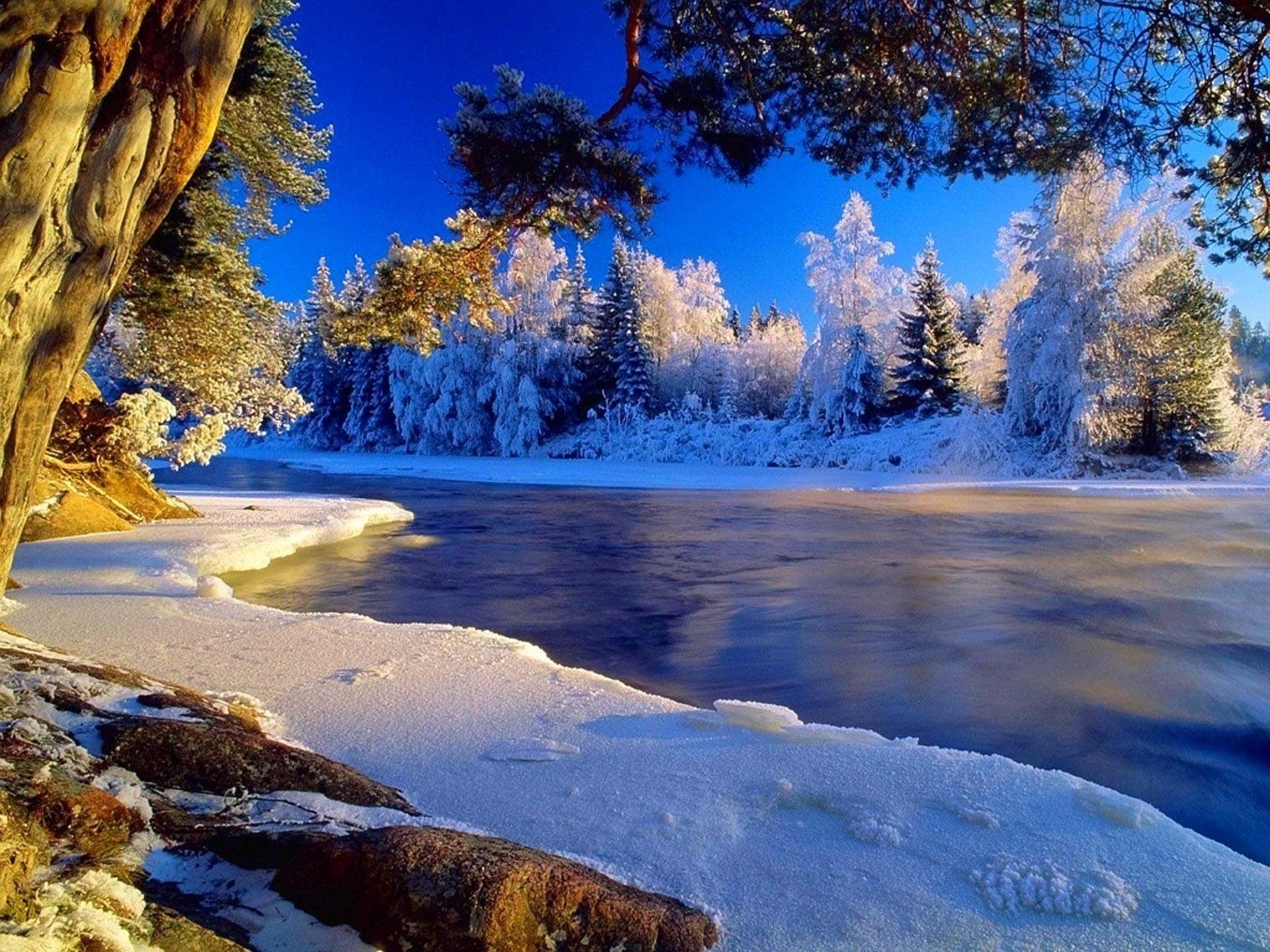 winter frost trees river