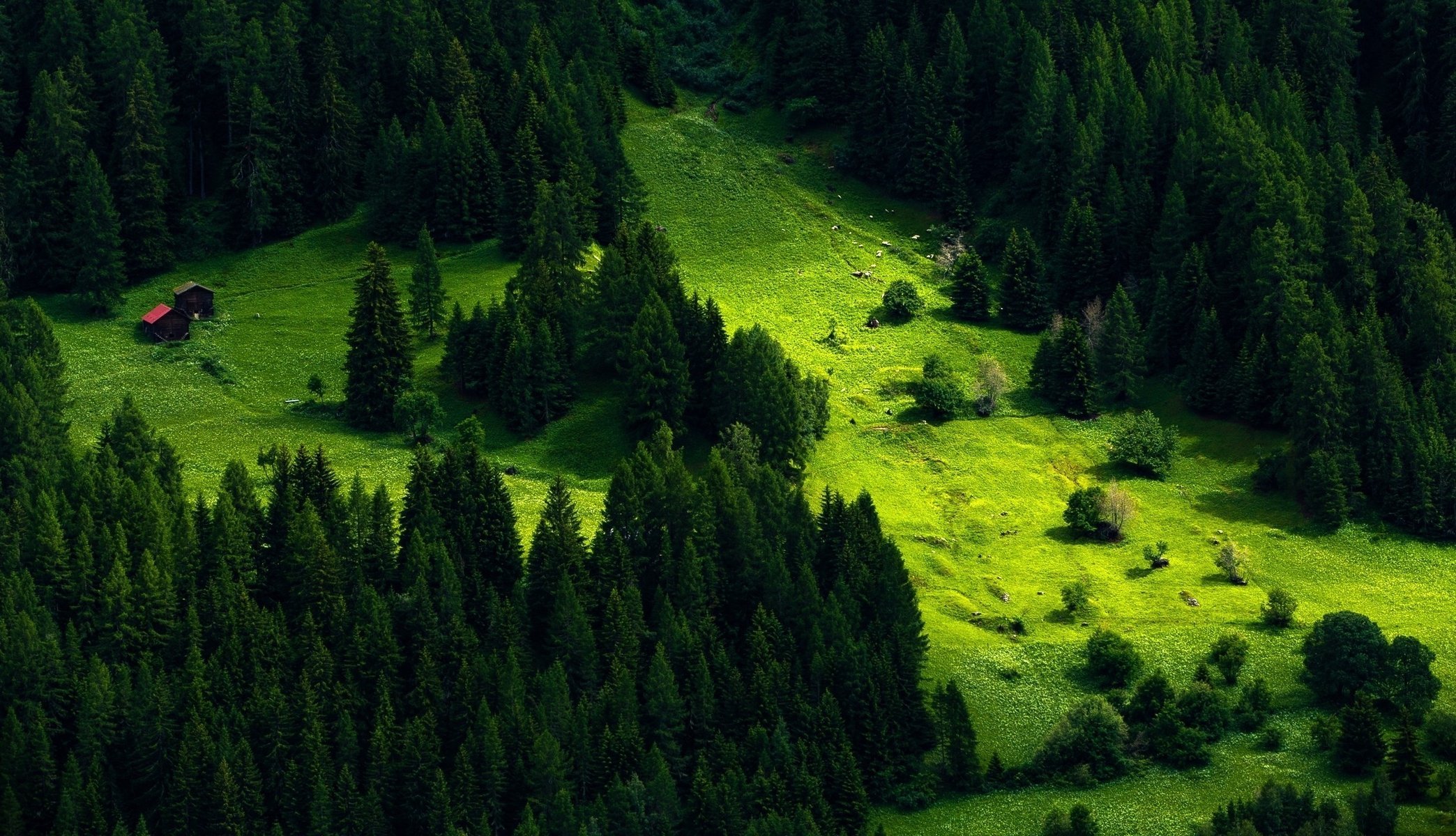 pente montagnes forêt de conifères bâtiments été