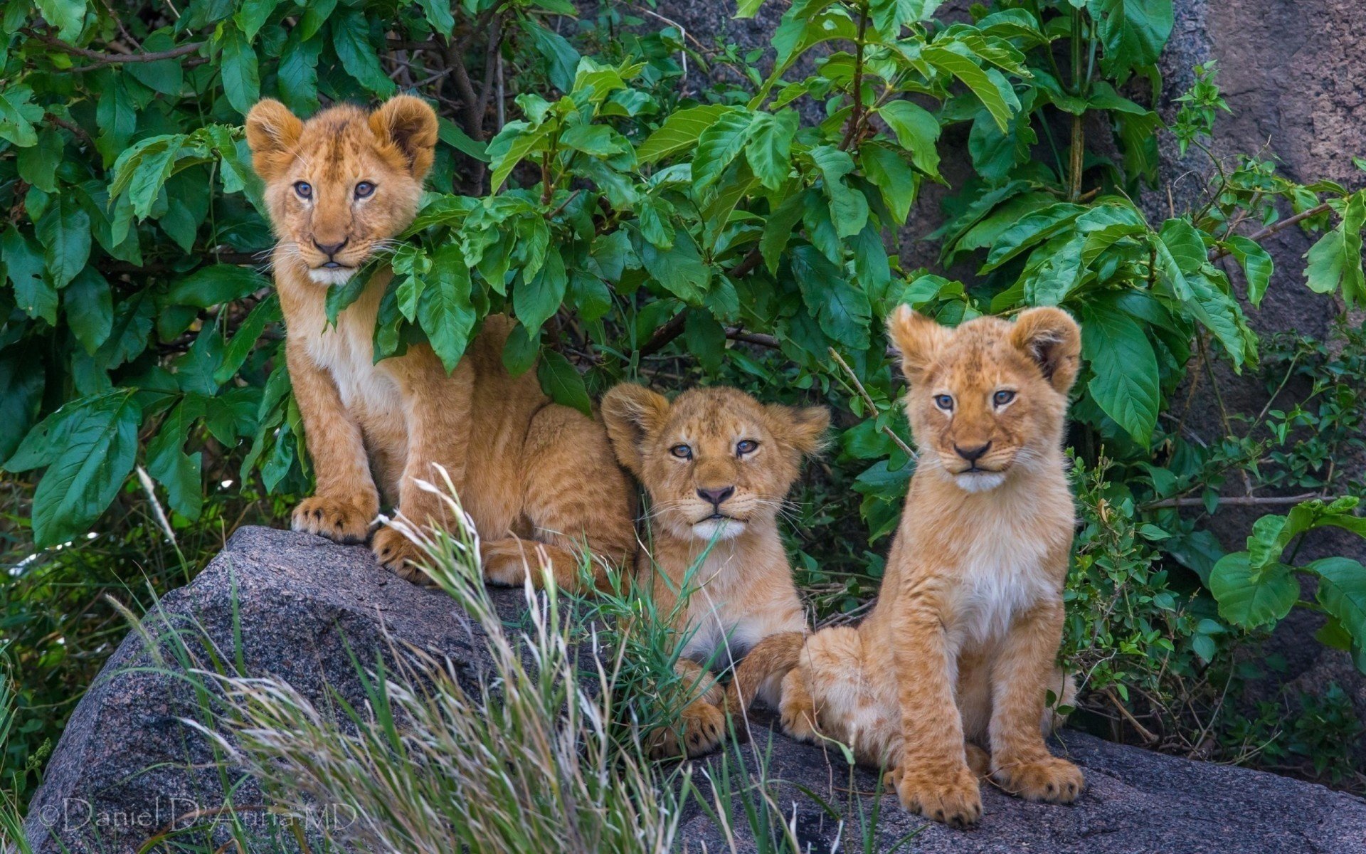 leoni orgoglio cuccioli di leone natura