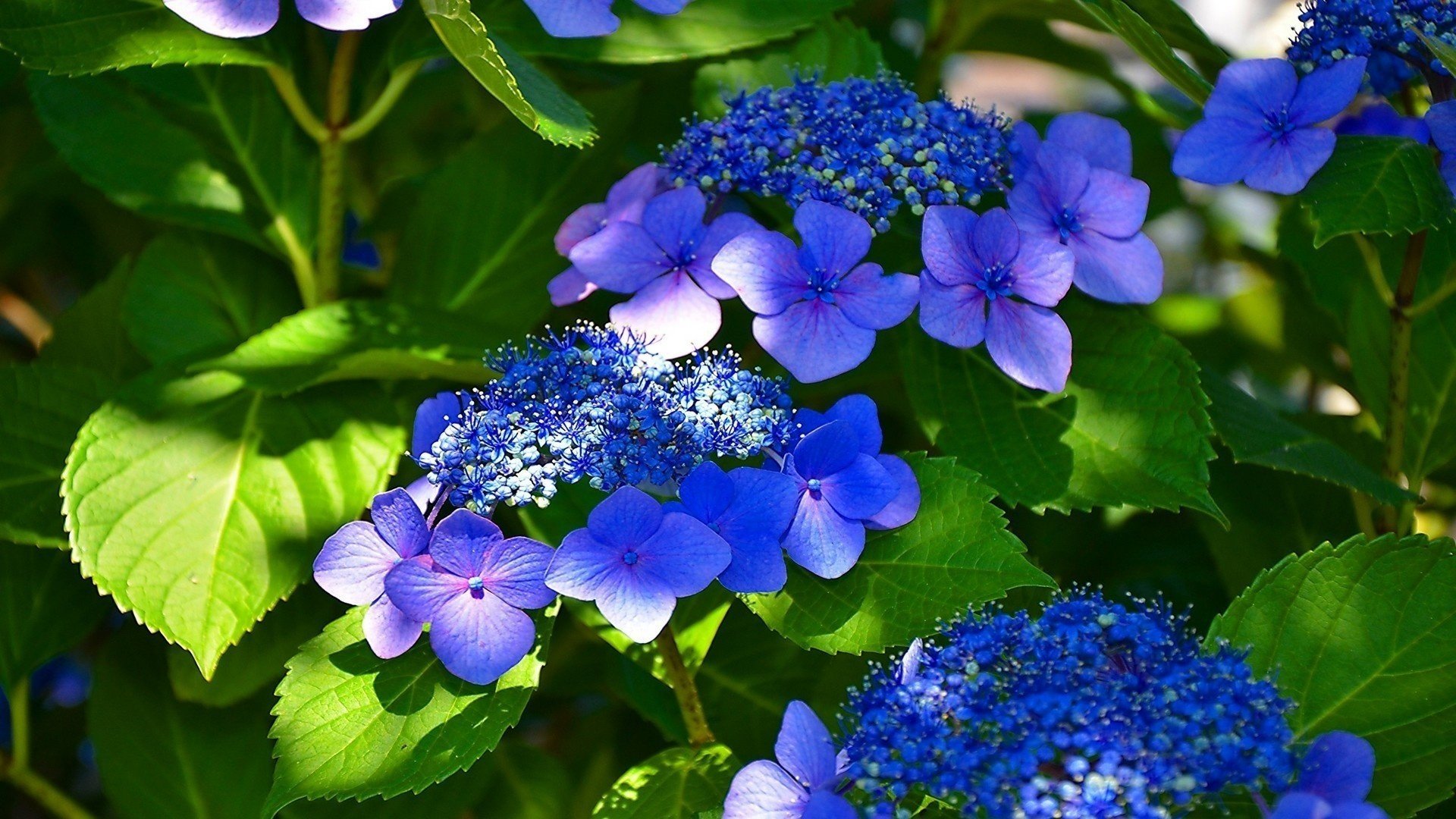 azul flores hermoso