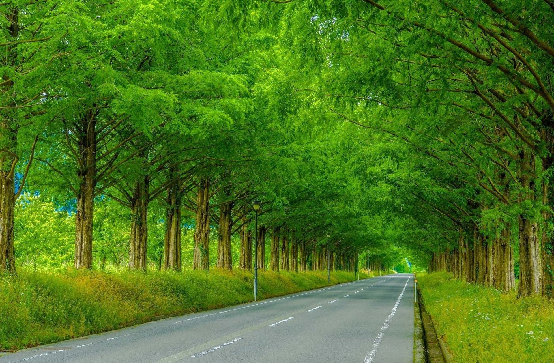 straße sommer bäume