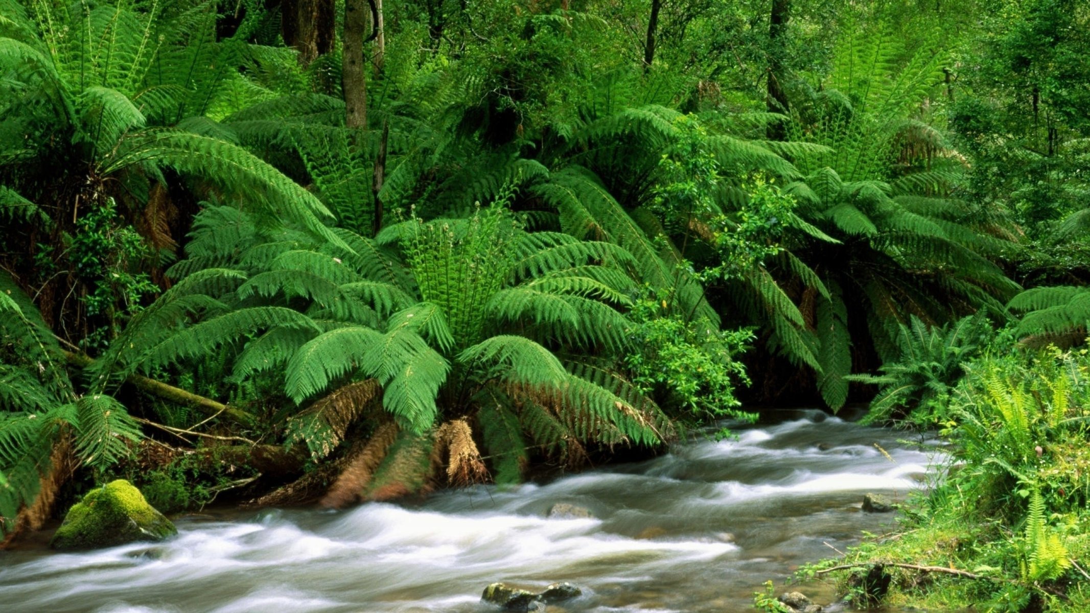 felci paesaggio fiume