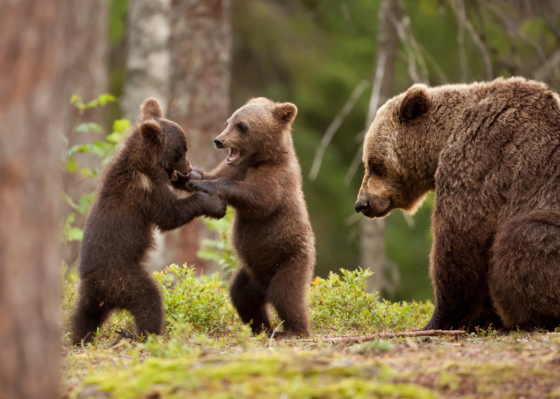 foresta orso cuccioli