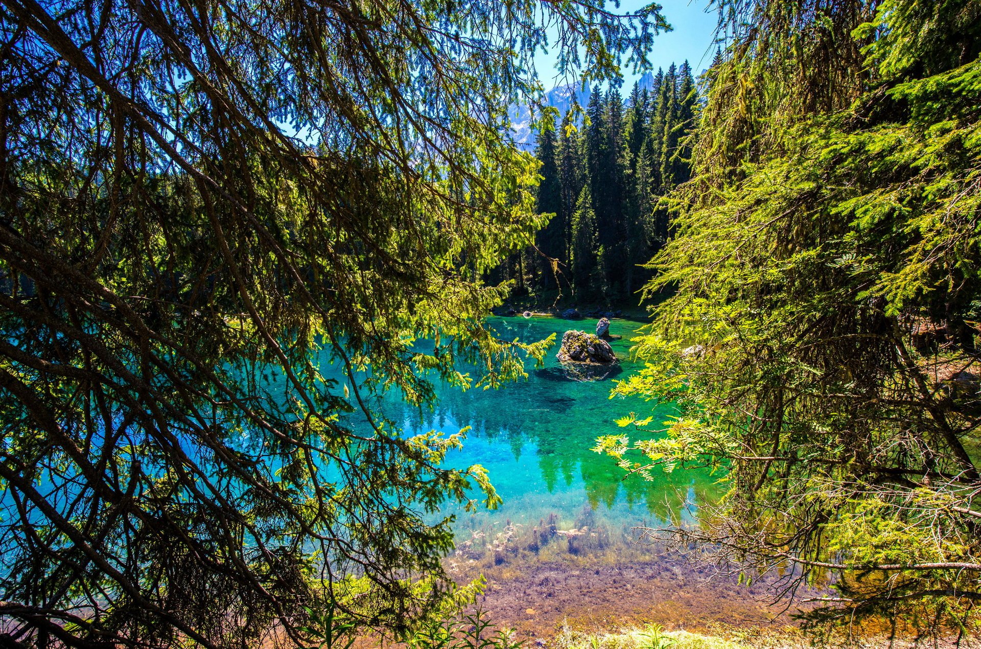 natura foresta lago bellissimo