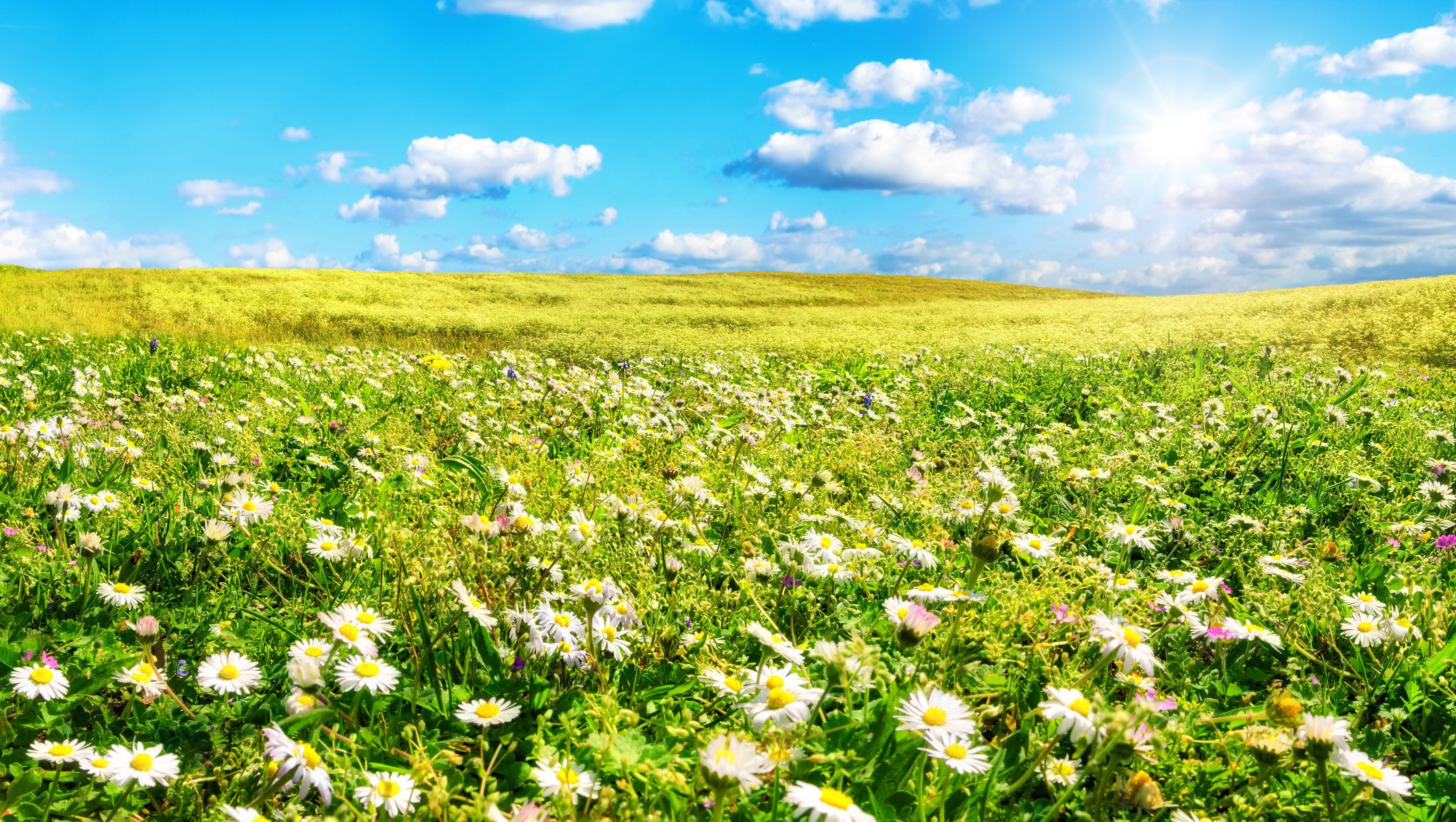 fleurs été champ herbe marguerites ciel soleil nuages