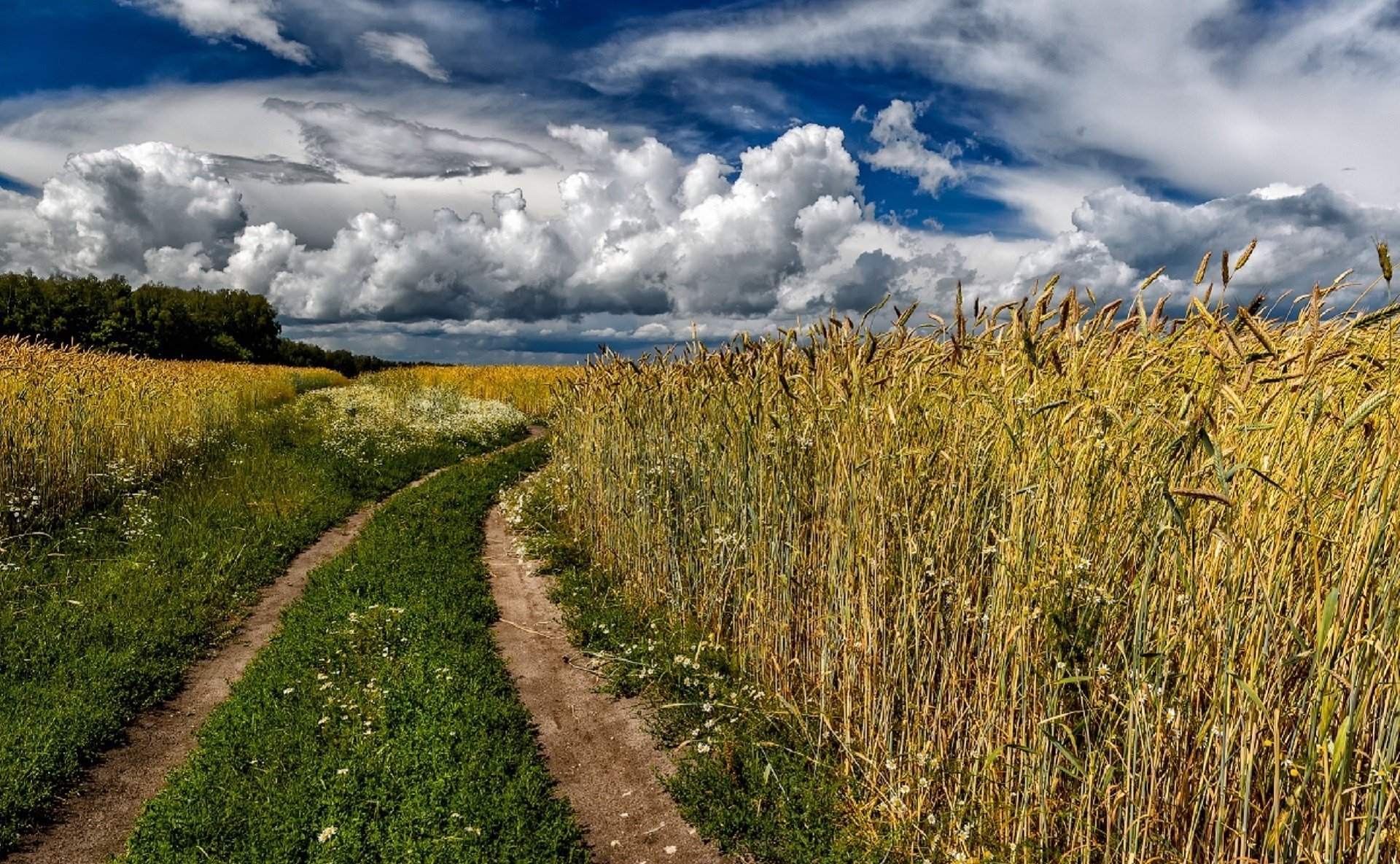 julia lapteva strada spighette estate cielo nuvole campo segale russia