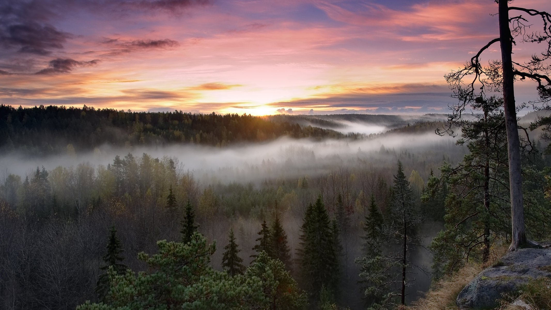 forêt brouillard coucher de soleil