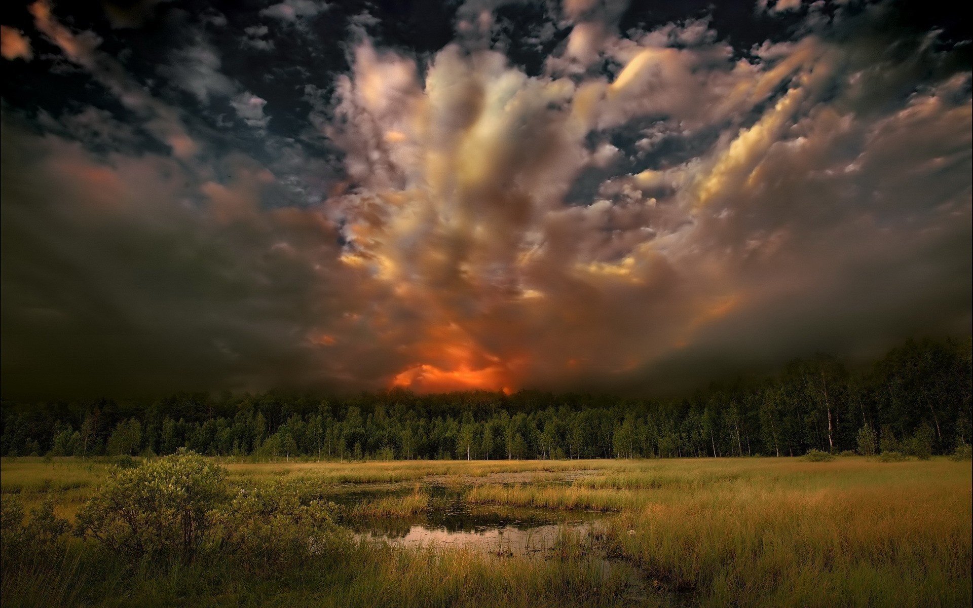 nature forêt feu élément