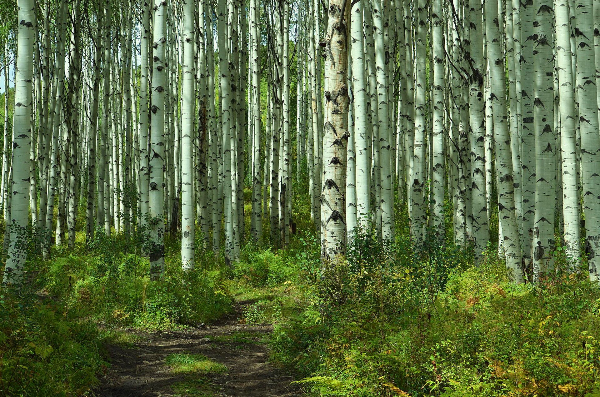 forêt bouleaux été bosquet