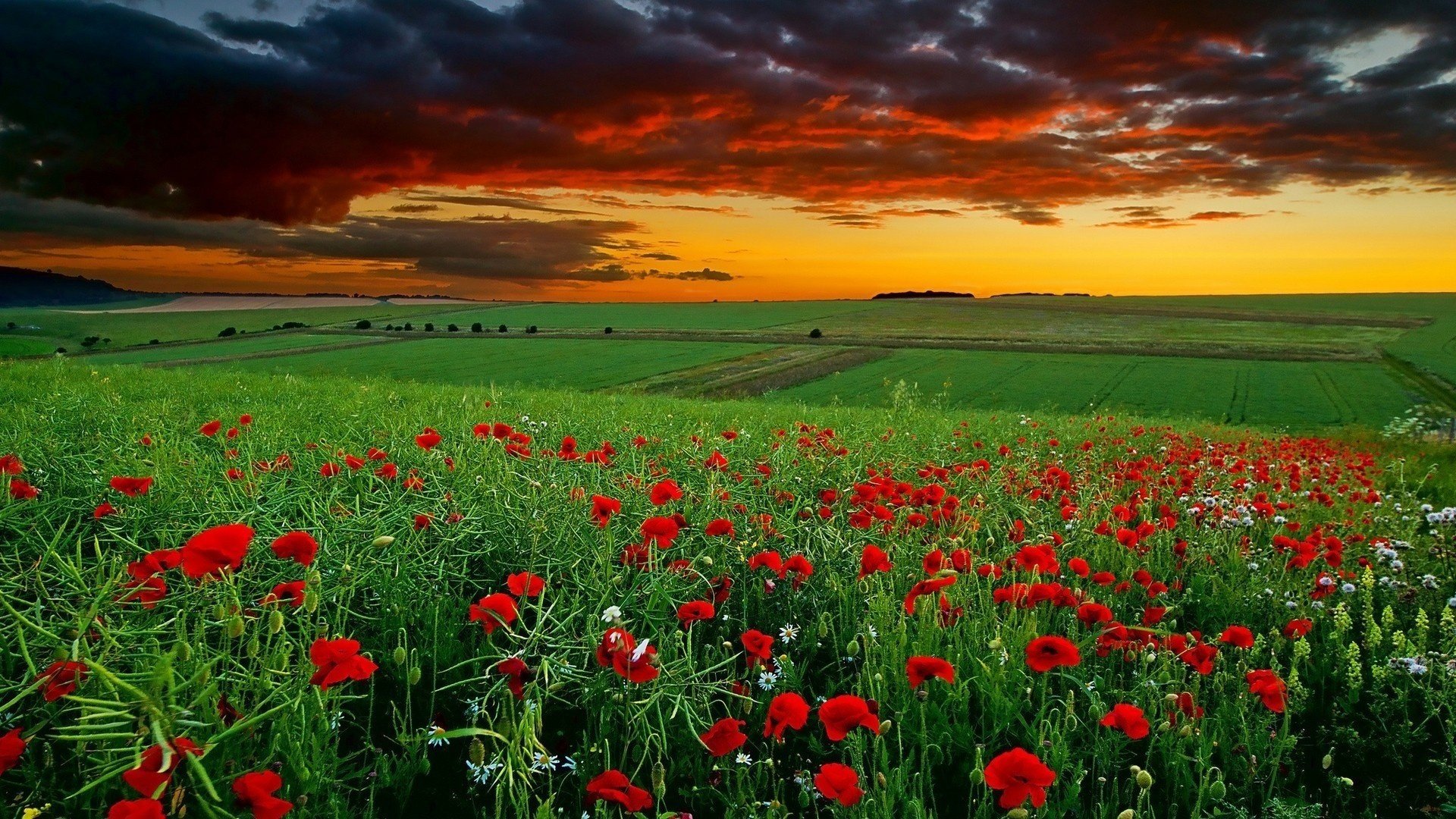 campo de amapola puesta de sol