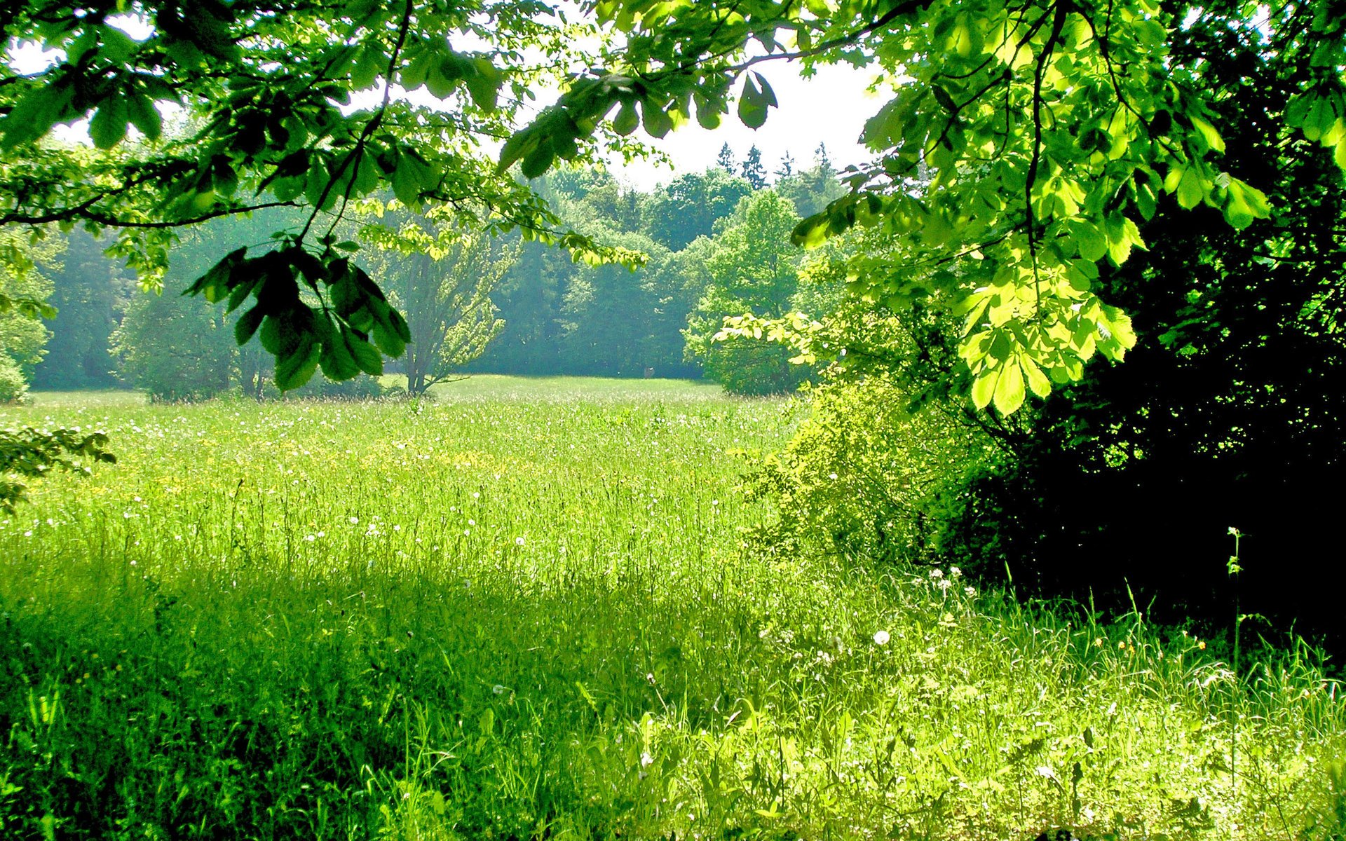 trawa natura pole zielony drzewa las lato słońce