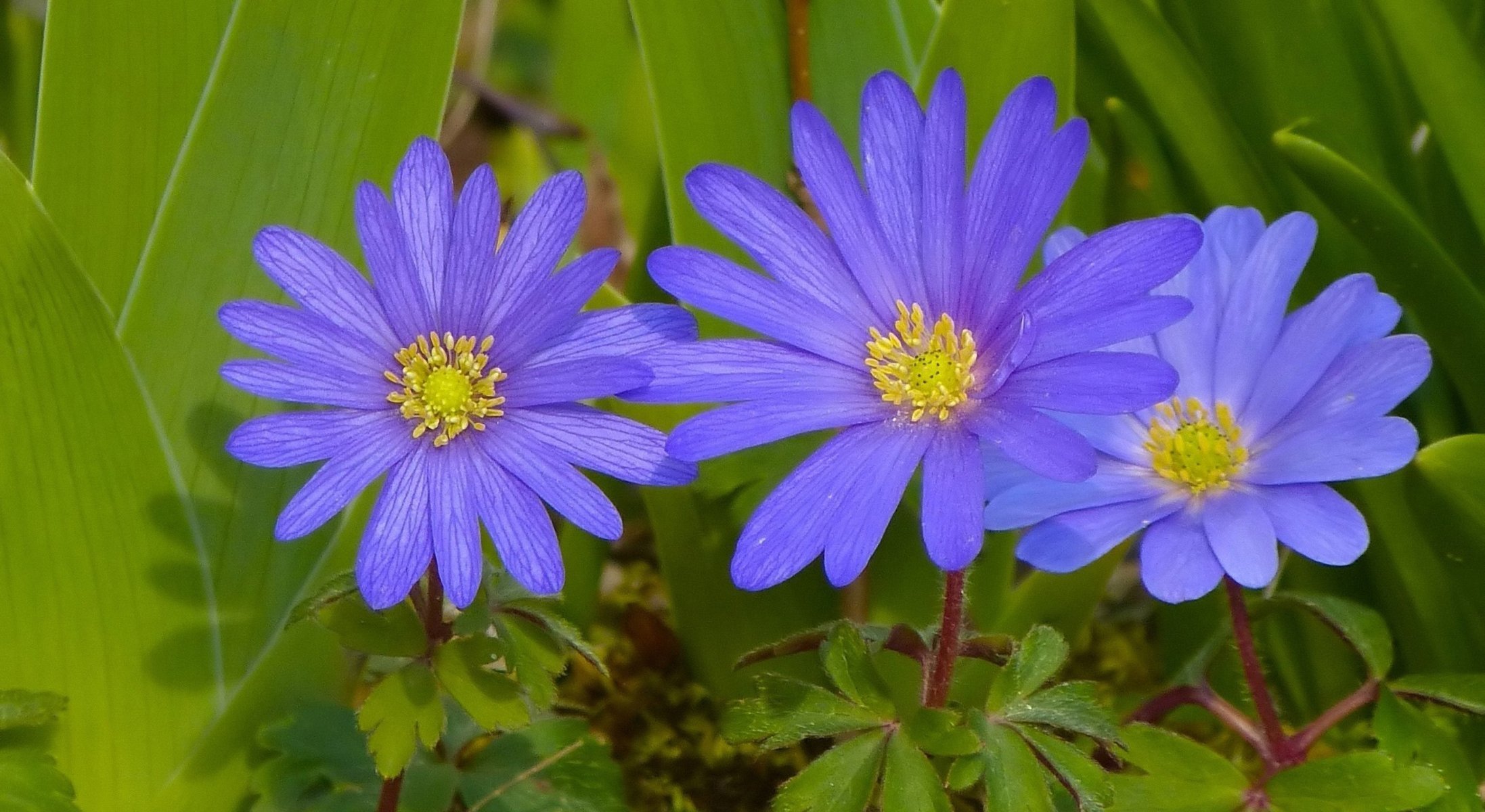 flowers purple anemone macro spring