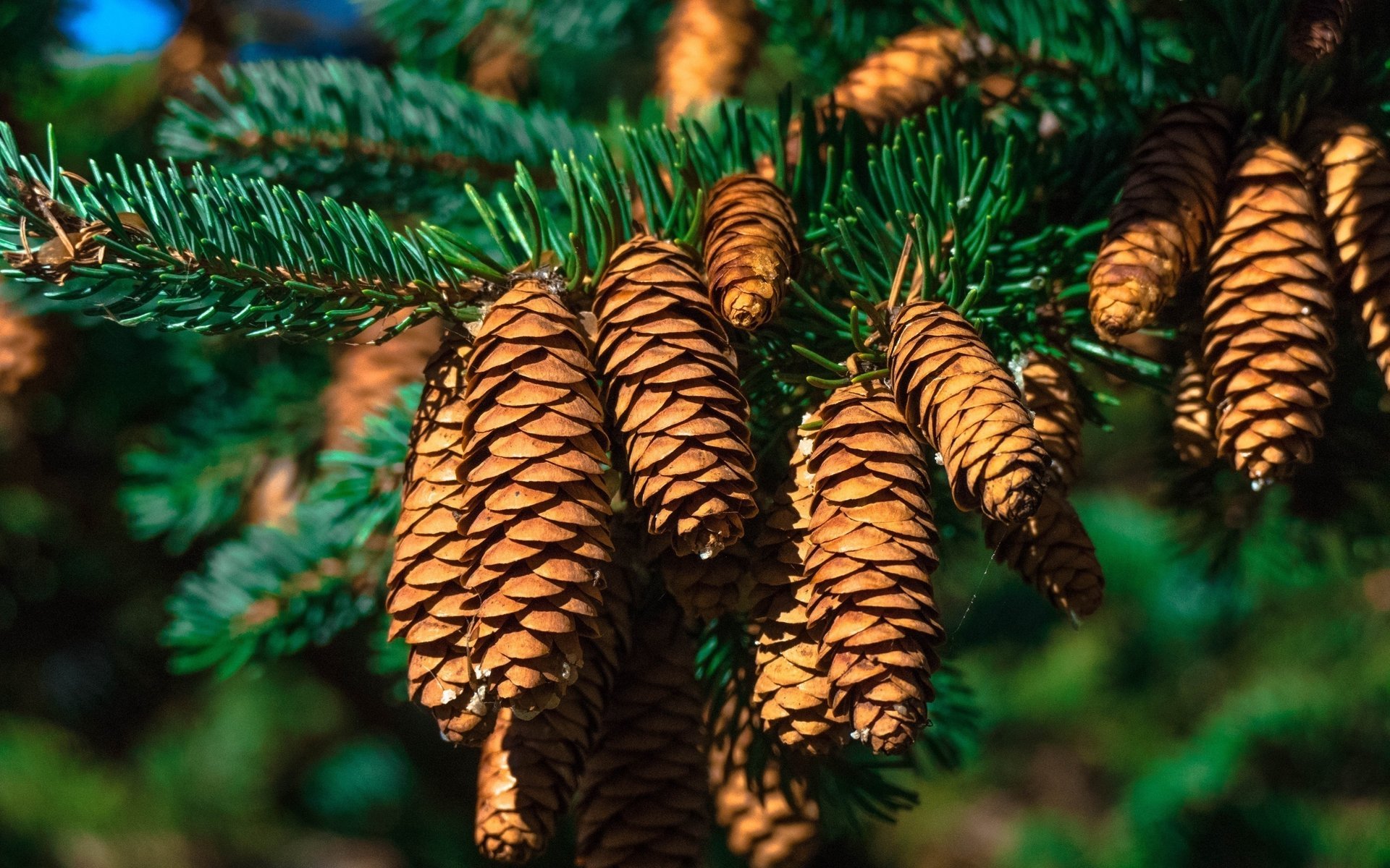 fir spruce branch