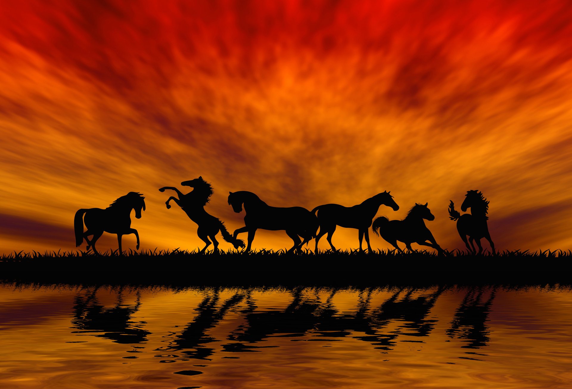 chevaux coucher de soleil saut silhouette animaux