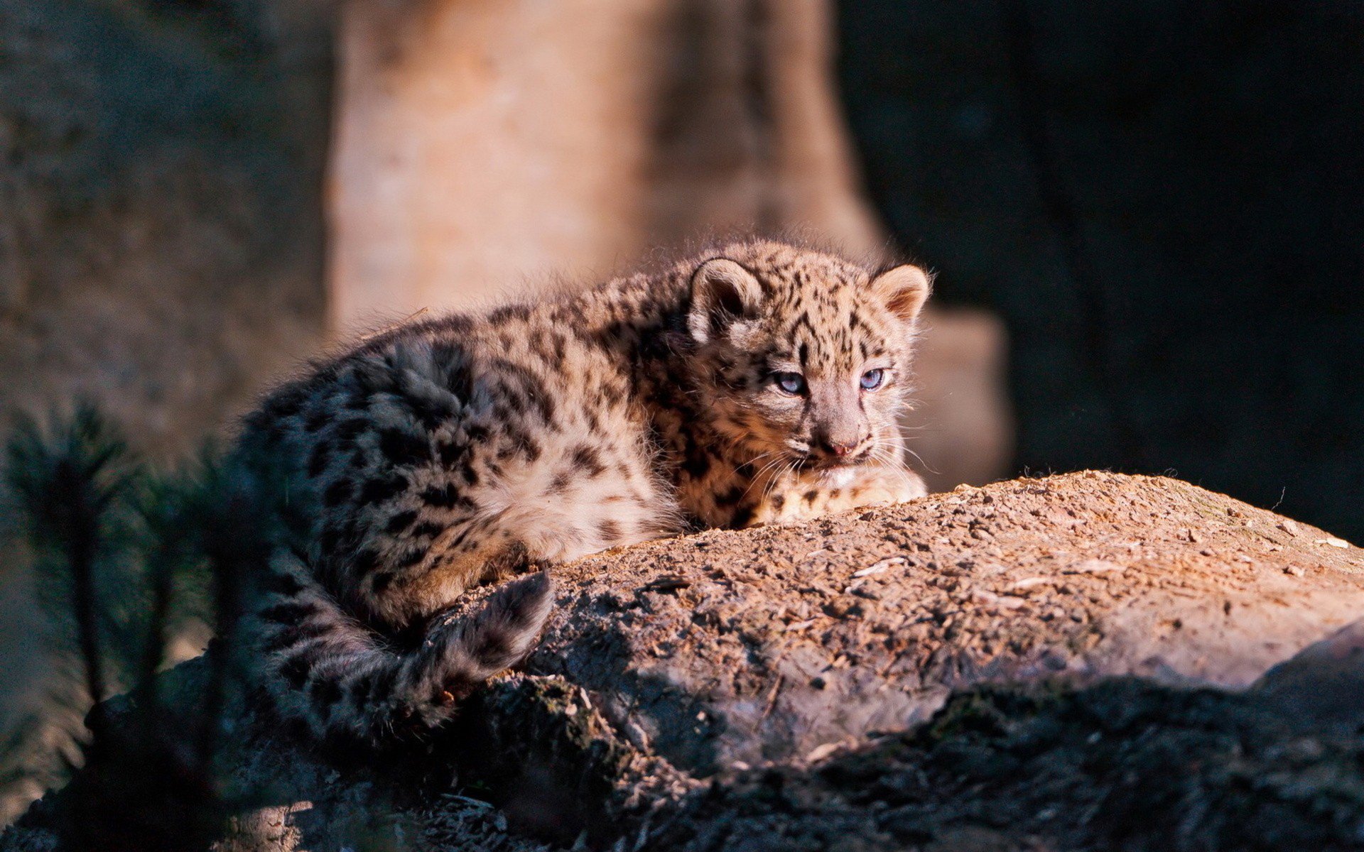 leopardo gato